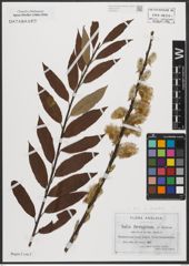 Foto von Salix stipularis Sm.